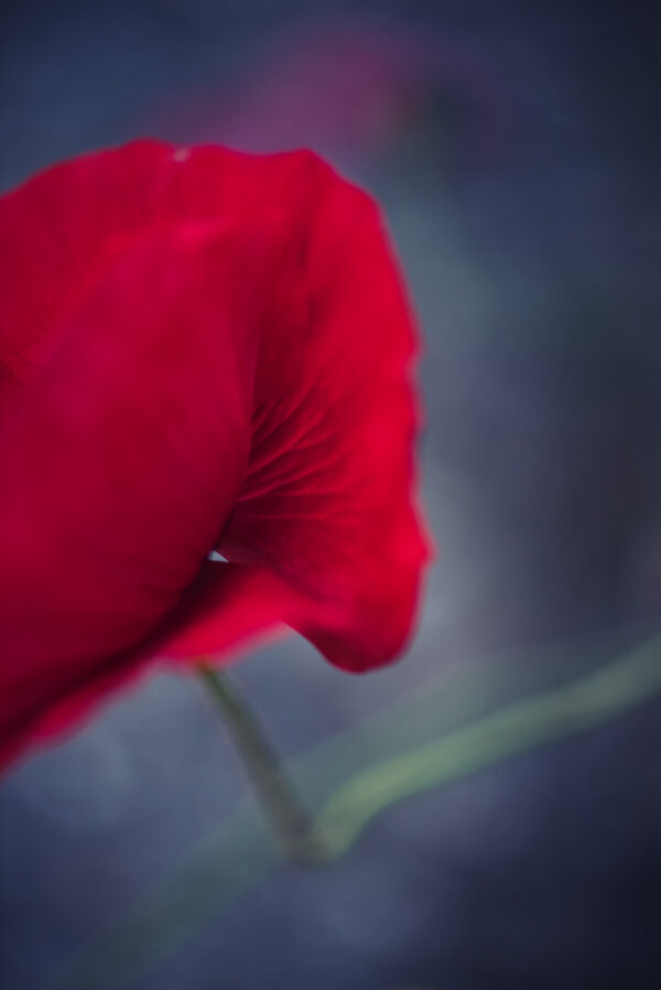 Coquelicot