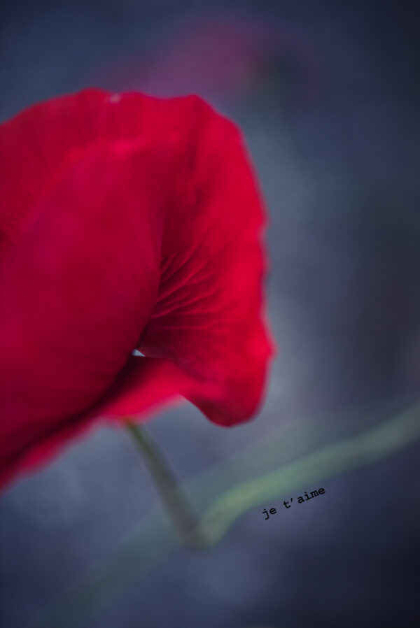 Coquelicot 'je t'aime'