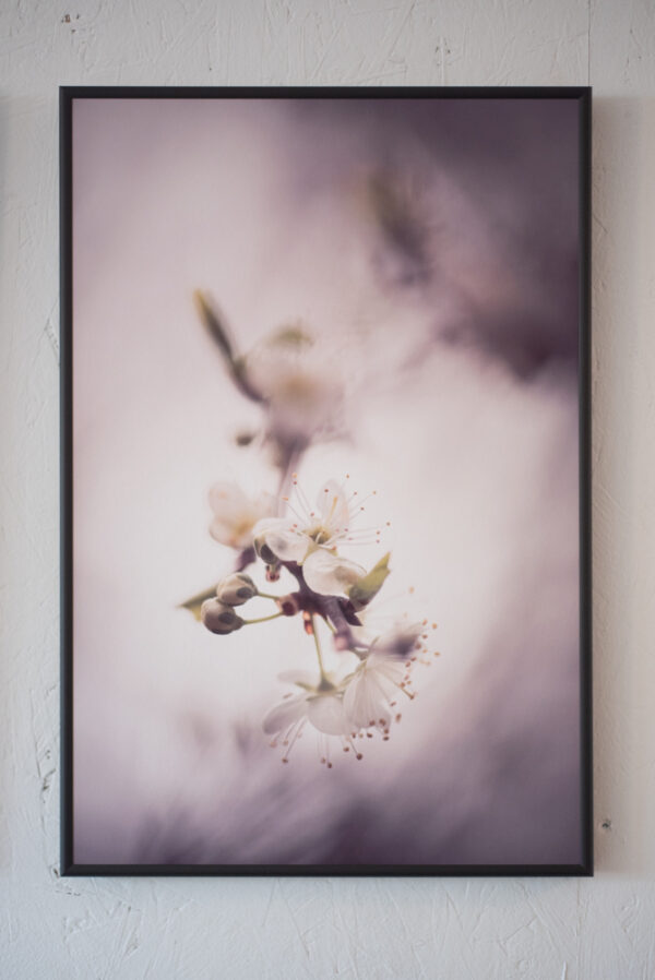 Prunus – Image 2