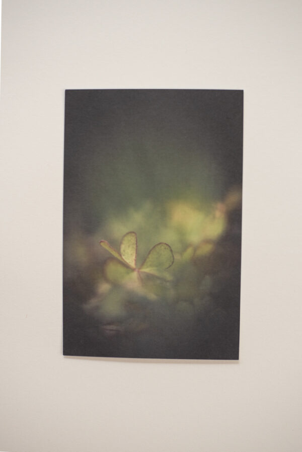 Oxalis – Image 2