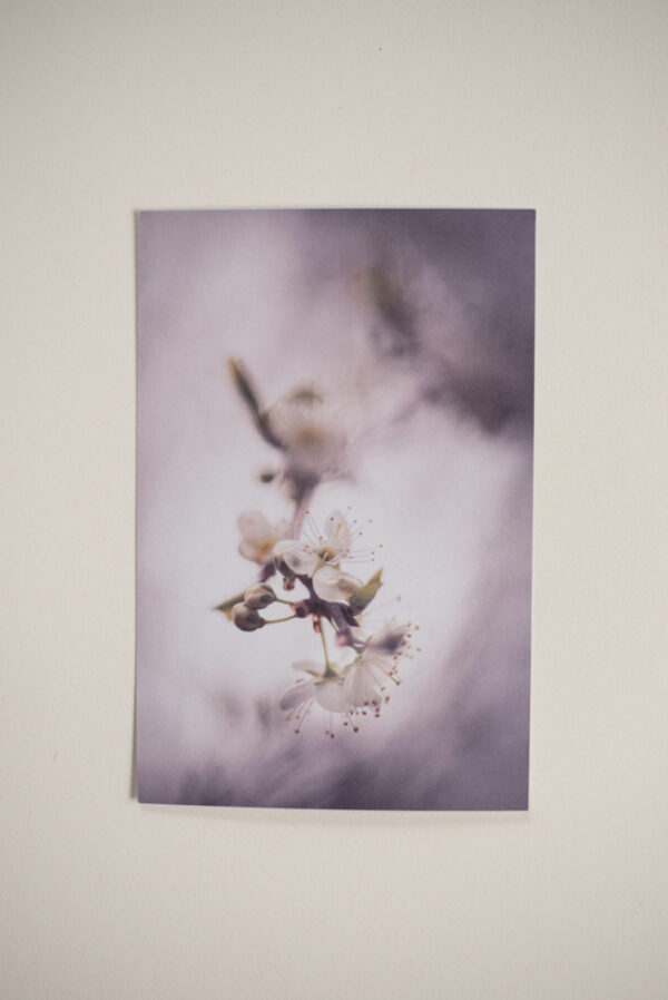 Prunus – Image 2