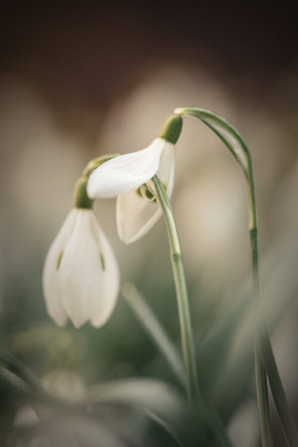 Perce-neige 2