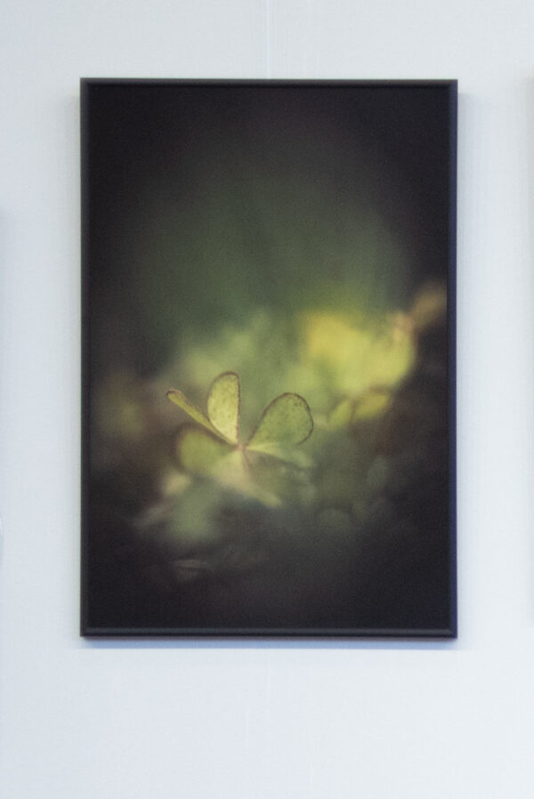 Oxalis – Image 2