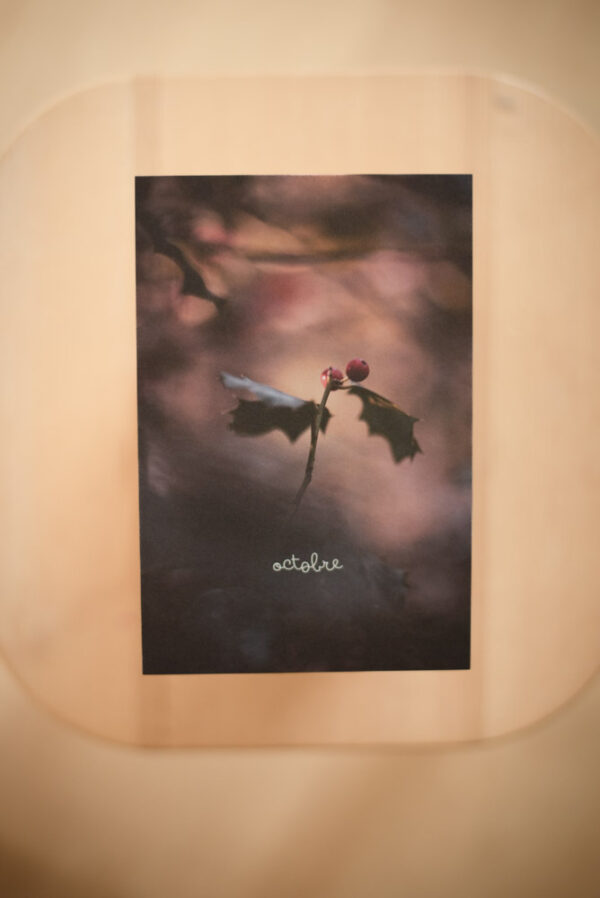 Coffret `XII` – Image 14