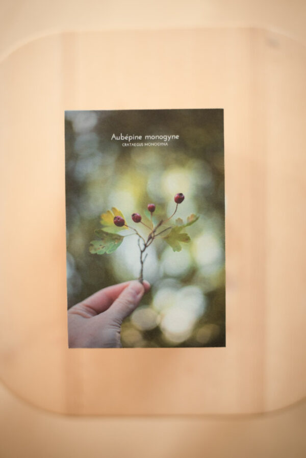Coffret herbier – Image 4