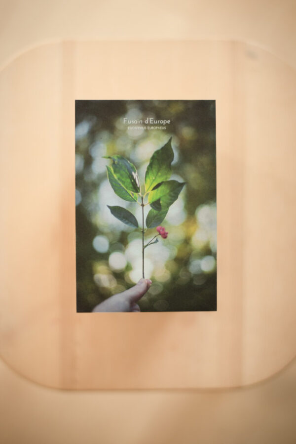 Coffret herbier – Image 5