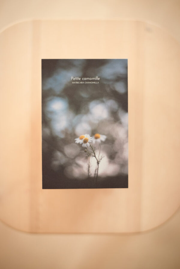 Coffret herbier – Image 8