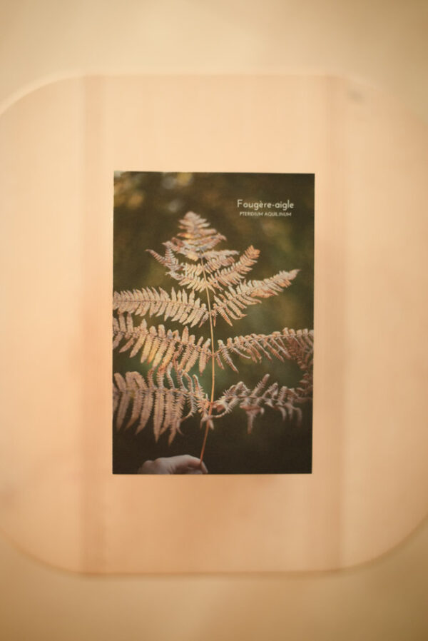 Coffret herbier – Image 10