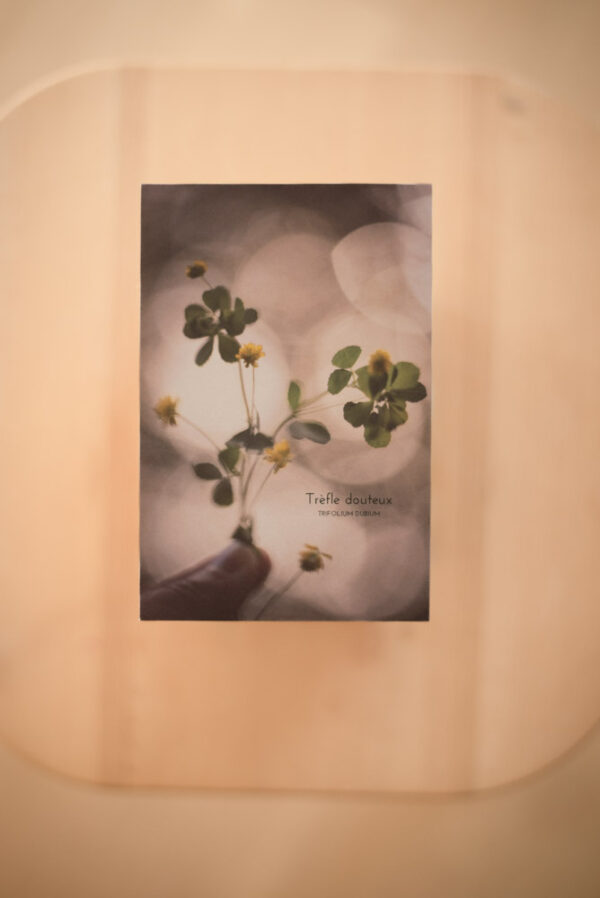 Coffret herbier – Image 15