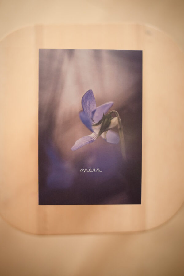 Coffret `XII` – Image 6