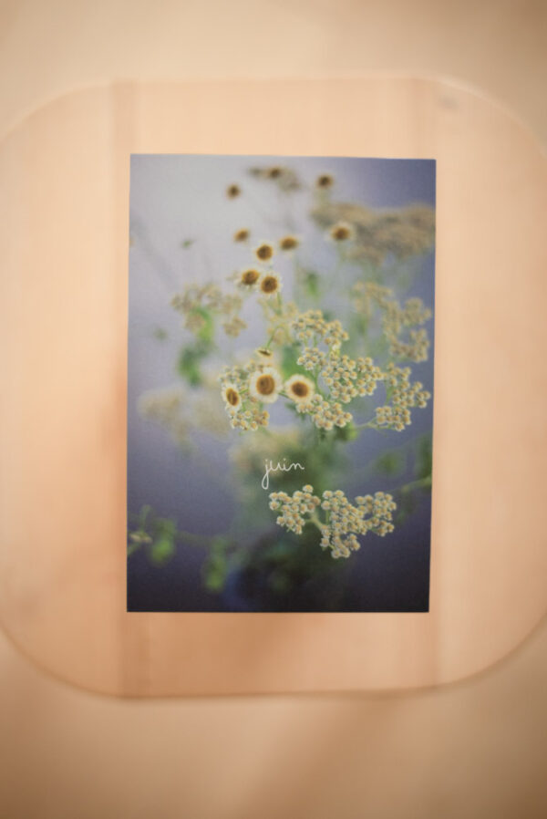 Coffret `XII` – Image 9