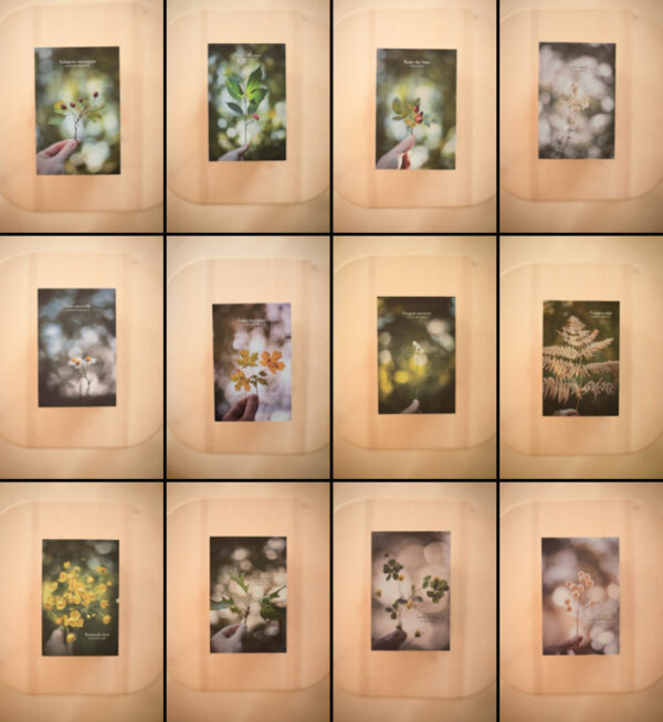 Coffret herbier – Image 16